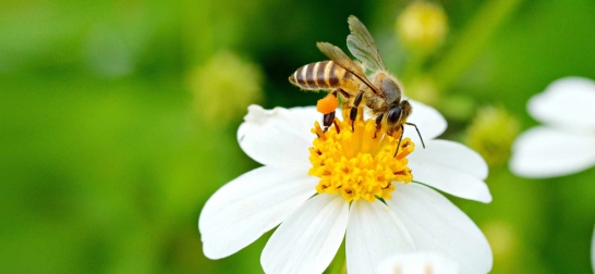 Biene sitzt auf weißer Blume