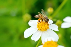 Biene sitzt auf weißer Blume