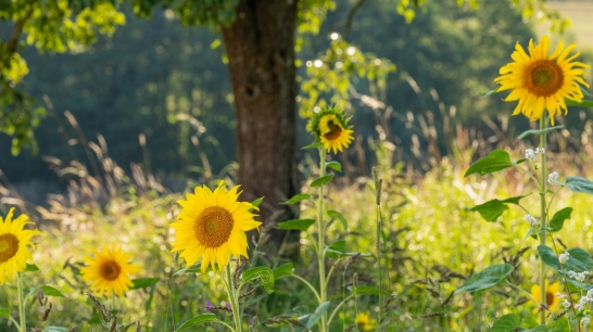 Oberbank Sonnenblumenfeld